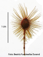 Heliocarpus appendiculatus